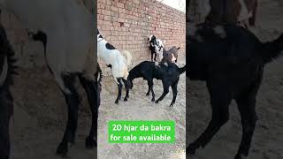 all Bakra sale lai available kabaddi365live beetalgoats bakripalan [upl. by Ignatz]