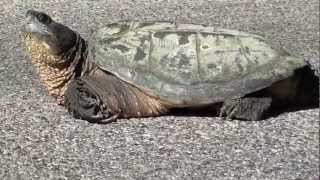 Snapping Turtle Chelydridae Chelydra serpentina [upl. by Lenroc138]