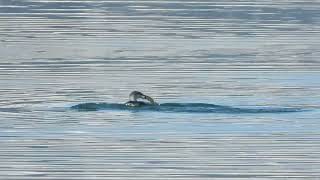 Redthroated Loon Swallows a fish [upl. by Nois]