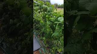 🥦🥕 les haricots magiques 💥 Haricot vert comment éviter les mauvais herbes ❤️ autonomiebio [upl. by Stafford]