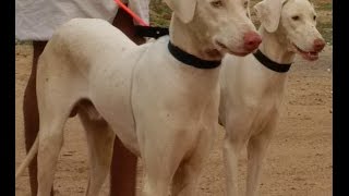 rajapalayam dog pure breed [upl. by Clywd]