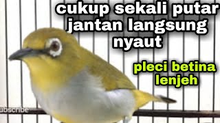 Suara Pleci Betina Memanggil Jantan Biar Ngalas Bongkar Isian [upl. by Aidualk172]