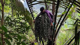 Harvest natural fruits and bring them to market Simple meal  Ly Dinh Quang [upl. by Attinahs130]