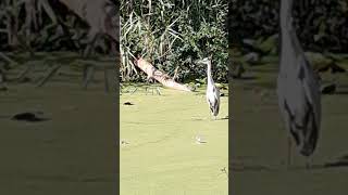 Heron and 1 terrapin on a log Sankey canal [upl. by Ilaire159]