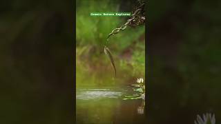 Fish vs Snake The Hunter Becomes the Hunted shorts animals [upl. by Ravo239]