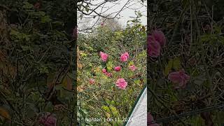 Wetter in Norden 06 11 2024 naturevideo nordseegefuehl wetter blumen [upl. by Kooima260]