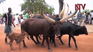 Armed herdsmen invade Aswa ranch in Gulu [upl. by Treblah]