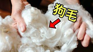 10种掉毛最多的狗 Top 10 Shedding Dog Breeds [upl. by Aramo]