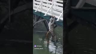 Что вообще происходит 😂 fishing carp рыбалка carpfishing карп рыбалка2024 carps рек fish [upl. by Gertie]