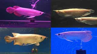 Heart Arowana Metallic Super Red Arowana Golden Arowana amp Albino Arowana [upl. by Magnum983]