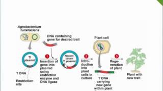 Agrobacterium Mediated Gene Transfer Ti PlasmidTDNA [upl. by Ehgit]