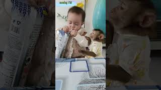 Monkey Titi obediently waits for baby Bear to peel bread cute monkeybaby shortsvideo [upl. by Llenor]