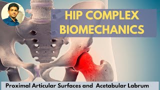 Hip joint articular surface acetabular labrumHip Complex Biomechanics [upl. by Canute]