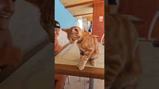 Kedi masaya çıktı inmiyor shorts [upl. by Nnyla]