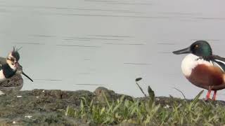 Longbilled Dowitcher RSPB Rainham Marshes 311025 [upl. by Akeme]