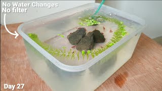 Breeding shrimps in containers [upl. by Hausner319]