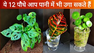 Plants you can grow in Water without soil  12 पौधे जो आप पानी में उगा सकते हैं Grow Plant in water [upl. by Wellington811]