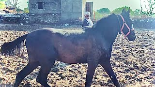 Horse video in village and horse running race [upl. by Rahs464]