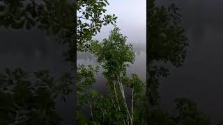 Misty Morning Tree Top View nature treeclimbing louisiana [upl. by Entsirhc]