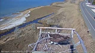 Barnegat Light Osprey Cam  Daisy returns March 19 2023 [upl. by Kryska]