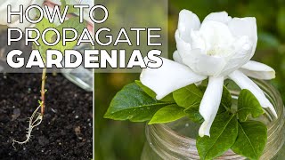 Propagating Gardenia  The Easy Method [upl. by Nikolia]