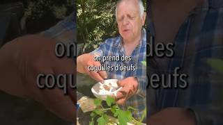 Astuce contre la maladie des tomates tomate nature maladie plante conseil astuce culnoir [upl. by Mccall45]