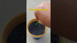 Humic Acid Apply on plant adenium plants flowers desertrose humicacid [upl. by Sucramed]