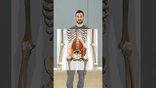 Stretch or Strengthen Hip Flexors hipflexor psoas [upl. by Freida]