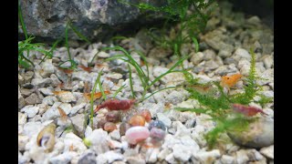 5 Tips for Breeding Shrimp [upl. by Ttirrej]