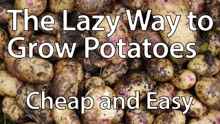 How to Grow Potatoes the Lazy Way Youll Never Need to Dig Again [upl. by Aivataj]