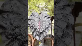 Colocasia for sale kovaiwatergarden682 [upl. by Christoffer]