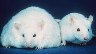 The CreloxP Technique Transgenic Mice [upl. by Nichols]