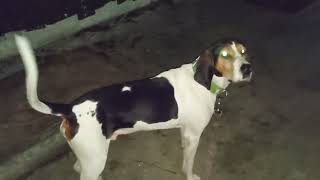 Treeing Walker Coonhound Jax Scared of His Shadow [upl. by Ennaid59]