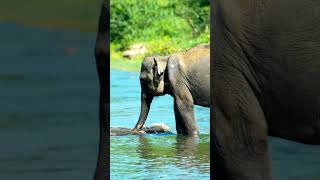 How does an elephant use its trunk to drink water and eat grass Look [upl. by Emelen]