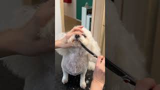 Bichon pet trim [upl. by Vezza]