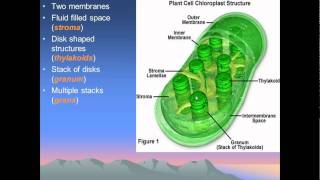 chloroplasts and mitochondria [upl. by Dahs]