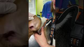 How to clean your dogs ears at home [upl. by Harat]