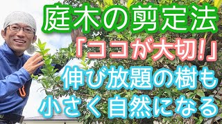 【庭木剪定のコツ】小さくできて自然に見える手入れのポイントを解説します2024年9月🌳☝️ [upl. by Aloeda]