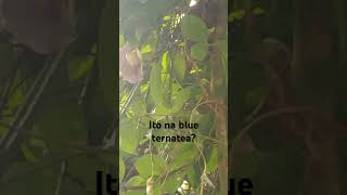 Blue ternate in our backyard [upl. by Nolava]