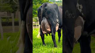 Rana Dairy Farm 🐄 Biggest Girlando Cow pkjanwarmandi cow shorts [upl. by Rovit]