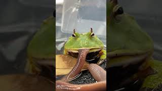 AVOCADO the PACMAN FROG eats a GIANT EARTHWORM Surinam Horned Frog Ceratophrys cornuta shorts [upl. by Noorah]