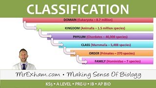 Classification  Classification Systems  Post 16 Biology A Level PreU IB AP Bio [upl. by Meeki]