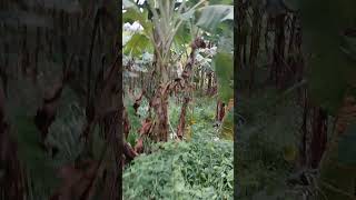 manninodu chernnu jeevikuka  morning energetic song  nature [upl. by Erda822]