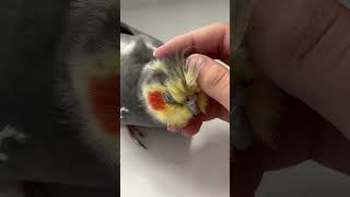 Cockatiel gets relaxing Scritches bird cockatiel yumyumthetiel parrot [upl. by Llerrud]