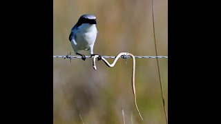 Bird vs Snake  Loggerhead Shrike  Butcher Bird [upl. by Esdnil]