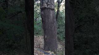 Alcornoque Aprovechamiento Sostenible y Uso del Corcho en la Naturaleza plantas arboles corcho [upl. by Hcardahs]