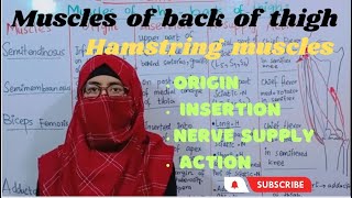 Muscles of back of thigh  hamstrings muscles  lower limb anatomy  ayesha medical education [upl. by Nellad]