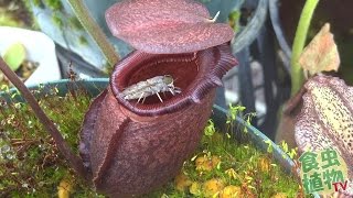 Nepenthes rajah eat huge fly 食虫植物 ウツボカズラ捕虫動画 【食虫植物TV】 [upl. by Sheley]