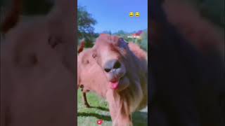 Wau wau 😂 comedy shorts funny viralvideo [upl. by Atok]