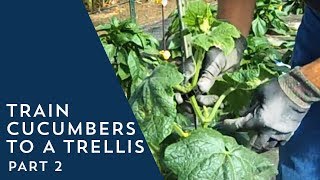 How to Train Cucumbers to a Trellis 2 [upl. by Marillin641]